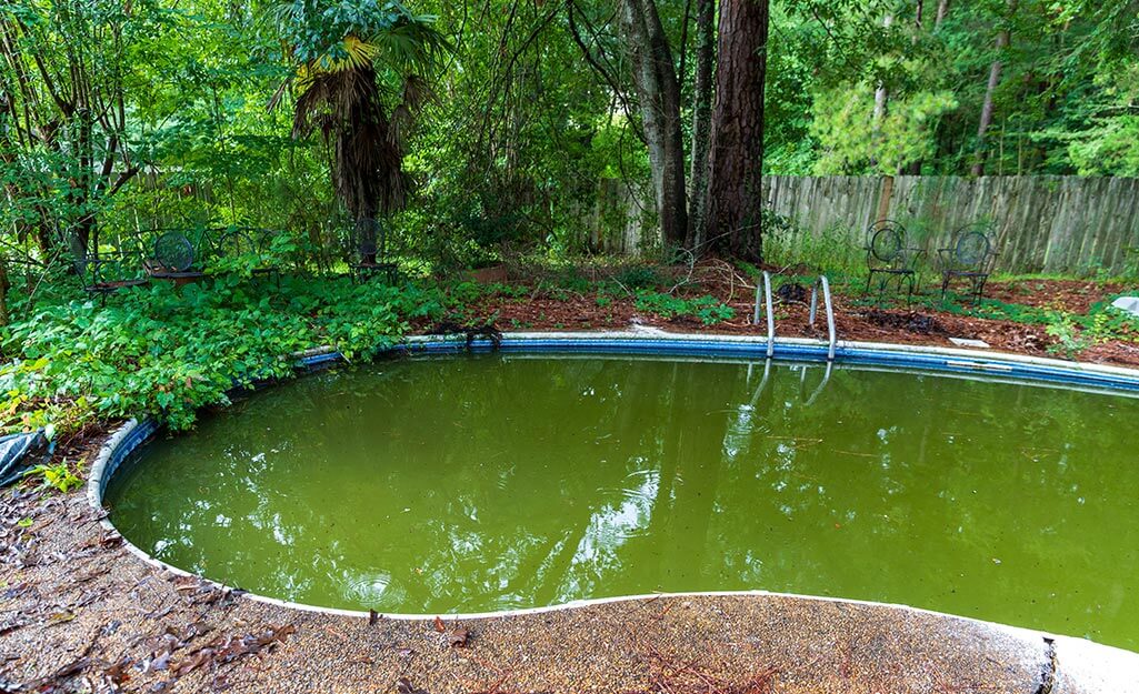green algae swimming pool