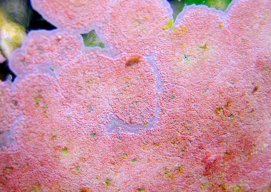 pink algae