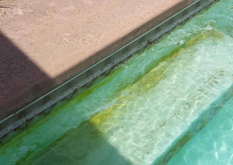yellow algae swimming pool